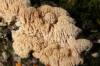 Marshmallow Polypore (Spongipellis pachyodon) Growing on a fallen (dead) Shagbark Hickory (Carya ovata) branch. Pilei are white to cream with some concentric zonation. Fertile surface is white to cream with 1-1.5 cm teeth.<br />
<br />
Gordon County, Georgia, US. November 10, 2018.<br />
https://www.jungledragon.com/image/69076/marshmallow_polypore_spongipellis_pachyodon.html<br />
https://www.jungledragon.com/image/69075/marshmallow_polypore_spongipellis_pachyodon.html<br />
https://www.jungledragon.com/image/69074/marshmallow_polypore_spongipellis_pachyodon.html Fall,Geotagged,Marshmallow Polypore,Spongipellis pachyodon,United States