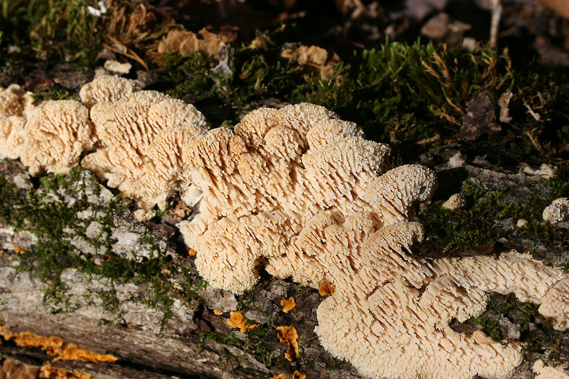 Marshmallow Polypore (Spongipellis pachyodon) Growing on a fallen (dead) Shagbark Hickory (Carya ovata) branch. Pilei are white to cream with some concentric zonation. Fertile surface is white to cream with 1-1.5 cm teeth.<br />
<br />
Gordon County, Georgia, US. November 10, 2018.<br />
<figure class="photo"><a href="https://www.jungledragon.com/image/69073/marshmallow_polypore_spongipellis_pachyodon.html" title="Marshmallow Polypore (Spongipellis pachyodon)"><img src="https://s3.amazonaws.com/media.jungledragon.com/images/3231/69073_thumb.jpg?AWSAccessKeyId=05GMT0V3GWVNE7GGM1R2&Expires=1759968010&Signature=1sKRJWFEK%2FAEuoCwAs813QvkDAg%3D" width="200" height="134" alt="Marshmallow Polypore (Spongipellis pachyodon) Growing on a fallen (dead) Shagbark Hickory (Carya ovata) branch. Pilei are white to cream with some concentric zonation. Fertile surface is white to cream with 1-1.5 cm teeth.<br />
<br />
Gordon County, Georgia, US. November 10, 2018.<br />
https://www.jungledragon.com/image/69076/marshmallow_polypore_spongipellis_pachyodon.html<br />
https://www.jungledragon.com/image/69075/marshmallow_polypore_spongipellis_pachyodon.html<br />
https://www.jungledragon.com/image/69074/marshmallow_polypore_spongipellis_pachyodon.html Fall,Geotagged,Marshmallow Polypore,Spongipellis pachyodon,United States" /></a></figure><br />
<figure class="photo"><a href="https://www.jungledragon.com/image/69075/marshmallow_polypore_spongipellis_pachyodon.html" title="Marshmallow Polypore (Spongipellis pachyodon)"><img src="https://s3.amazonaws.com/media.jungledragon.com/images/3231/69075_thumb.jpg?AWSAccessKeyId=05GMT0V3GWVNE7GGM1R2&Expires=1759968010&Signature=1SaXUOJbeMHMTZZfrxWlF31e%2Fwk%3D" width="200" height="134" alt="Marshmallow Polypore (Spongipellis pachyodon) Growing on a fallen (dead) Shagbark Hickory (Carya ovata) branch. Pilei are white to cream with some concentric zonation. Fertile surface is white to cream with 1-1.5 cm teeth.<br />
<br />
Gordon County, Georgia, US. November 10, 2018.<br />
https://www.jungledragon.com/image/69073/marshmallow_polypore_spongipellis_pachyodon.html<br />
https://www.jungledragon.com/image/69076/marshmallow_polypore_spongipellis_pachyodon.html<br />
https://www.jungledragon.com/image/69074/marshmallow_polypore_spongipellis_pachyodon.html Fall,Geotagged,Marshmallow Polypore,Spongipellis pachyodon,United States" /></a></figure><br />
<figure class="photo"><a href="https://www.jungledragon.com/image/69076/marshmallow_polypore_spongipellis_pachyodon.html" title="Marshmallow Polypore (Spongipellis pachyodon)"><img src="https://s3.amazonaws.com/media.jungledragon.com/images/3231/69076_thumb.jpg?AWSAccessKeyId=05GMT0V3GWVNE7GGM1R2&Expires=1759968010&Signature=%2B5esVPsHV4kSWC2GjxBW7l8kO1o%3D" width="200" height="134" alt="Marshmallow Polypore (Spongipellis pachyodon) Growing on a fallen (dead) Shagbark Hickory (Carya ovata) branch. Pilei are white to cream with some concentric zonation. Fertile surface is white to cream with 1-1.5 cm teeth.<br />
<br />
Gordon County, Georgia, US. November 10, 2018.<br />
https://www.jungledragon.com/image/69073/marshmallow_polypore_spongipellis_pachyodon.html<br />
https://www.jungledragon.com/image/69075/marshmallow_polypore_spongipellis_pachyodon.html<br />
https://www.jungledragon.com/image/69074/marshmallow_polypore_spongipellis_pachyodon.html Fall,Geotagged,Marshmallow Polypore,Spongipellis pachyodon,United States" /></a></figure> Fall,Geotagged,Marshmallow Polypore,Spongipellis pachyodon,United States