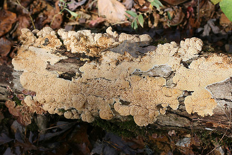 Marshmallow Polypore (Spongipellis pachyodon) Growing on a fallen (dead) Shagbark Hickory (Carya ovata) branch. Pilei are white to cream with some concentric zonation. Fertile surface is white to cream with 1-1.5 cm teeth.

Gordon County, Georgia, US. November 10, 2018.
https://www.jungledragon.com/image/69073/marshmallow_polypore_spongipellis_pachyodon.html
https://www.jungledragon.com/image/69076/marshmallow_polypore_spongipellis_pachyodon.html
https://www.jungledragon.com/image/69074/marshmallow_polypore_spongipellis_pachyodon.html Fall,Geotagged,Marshmallow Polypore,Spongipellis pachyodon,United States