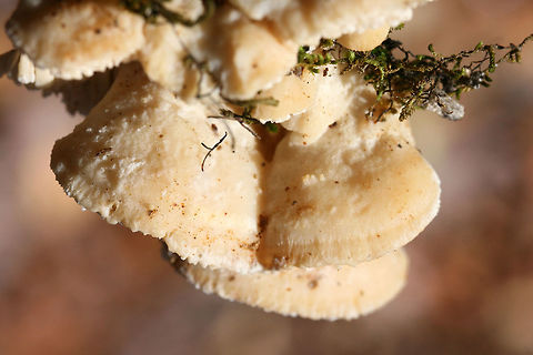 Marshmallow Polypore (Spongipellis pachyodon) Growing on a fallen (dead) Shagbark Hickory (Carya ovata) branch. Pilei are white to cream with some concentric zonation. Fertile surface is white to cream with 1-1.5 cm teeth.

Gordon County, Georgia, US. November 10, 2018.
https://www.jungledragon.com/image/69073/marshmallow_polypore_spongipellis_pachyodon.html
https://www.jungledragon.com/image/69075/marshmallow_polypore_spongipellis_pachyodon.html
https://www.jungledragon.com/image/69074/marshmallow_polypore_spongipellis_pachyodon.html Fall,Geotagged,Marshmallow Polypore,Spongipellis pachyodon,United States