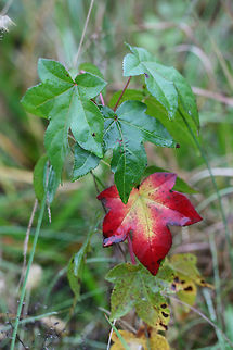 American Sweetgum (Liquidambar styraciflua) Sapling growing in an overgrown backyard.
https://www.jungledragon.com/image/69082/american_sweetgum_liquidambar_styraciflua.html Fall,Geotagged,Liquidambar styraciflua,United States