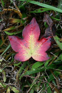 American Sweetgum (Liquidambar styraciflua) Sapling growing in an overgrown backyard.
https://www.jungledragon.com/image/69081/american_sweetgum_liquidambar_styraciflua.html Fall,Geotagged,Liquidambar styraciflua,United States