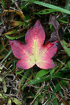 American Sweetgum (Liquidambar styraciflua) Sapling growing in an overgrown backyard.<br />
https://www.jungledragon.com/image/69081/american_sweetgum_liquidambar_styraciflua.html Fall,Geotagged,Liquidambar styraciflua,United States