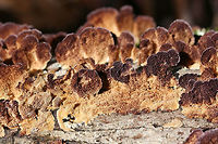 Violet-toothed Polypore (Trichaptum biforme) Growing on a fallen/dead Shagbark Hickory (Carya ovata) branch in a dense mixed forest.<br />
https://www.jungledragon.com/image/69109/violet-toothed_polypore_trichaptum_biforme.html<br />
https://www.jungledragon.com/image/69108/violet-toothed_polypore_trichaptum_biforme.html Fall,Geotagged,Trichaptum biforme,United States