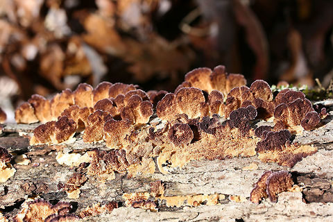 Violet-toothed Polypore (Trichaptum biforme) Growing on a fallen/dead Shagbark Hickory (Carya ovata) branch in a dense mixed forest.
https://www.jungledragon.com/image/69109/violet-toothed_polypore_trichaptum_biforme.html
https://www.jungledragon.com/image/69107/violet-toothed_polypore_trichaptum_biforme.html Fall,Geotagged,Trichaptum biforme,United States
