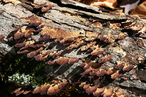 Violet-toothed Polypore (Trichaptum biforme) Growing on a fallen/dead Shagbark Hickory (Carya ovata) branch in a dense mixed forest.
https://www.jungledragon.com/image/69108/violet-toothed_polypore_trichaptum_biforme.html
https://www.jungledragon.com/image/69107/violet-toothed_polypore_trichaptum_biforme.html Fall,Geotagged,Trichaptum biforme,United States