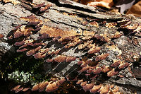 Violet-toothed Polypore (Trichaptum biforme) Growing on a fallen/dead Shagbark Hickory (Carya ovata) branch in a dense mixed forest.<br />
https://www.jungledragon.com/image/69108/violet-toothed_polypore_trichaptum_biforme.html<br />
https://www.jungledragon.com/image/69107/violet-toothed_polypore_trichaptum_biforme.html Fall,Geotagged,Trichaptum biforme,United States