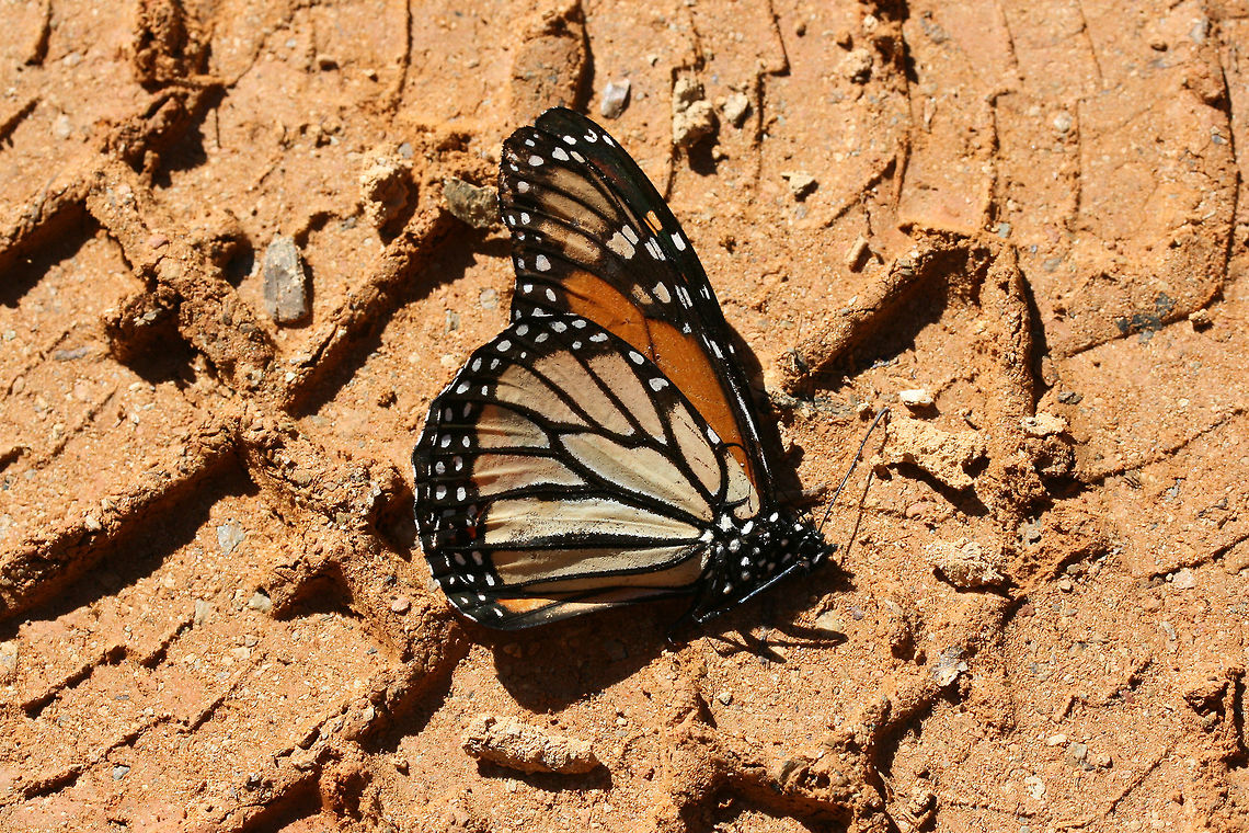 Monarch Butterfly (Danaus plexippus) - Recently Deceased Found on my disturbed driveway at the edge of a dense mixed forest.<br />
<br />
I&#039;m not sure if this butterfly was at the end of its life cycle or what exactly happened!  Danaus plexippus,Fall,Geotagged,Monarch butterfly,United States