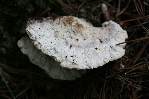 Tyromyces galactinus? Growing at the base of a Red Maple (Acer rubrum) in a dense mixed forest. Nearby pines.

Cap has blue/green undertones with brown staining. Pores are stained olive to black.

Tyromyces galactinus is often found on broadleaf trees (like maple), so perhaps this is the right ID?
https://www.jungledragon.com/image/69115/tyromyces_galactinus.html Fall,Geotagged,Tyromyces galactinus,United States