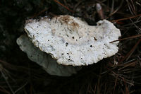 Tyromyces galactinus? Growing at the base of a Red Maple (Acer rubrum) in a dense mixed forest. Nearby pines.<br />
<br />
Cap has blue/green undertones with brown staining. Pores are stained olive to black.<br />
<br />
Tyromyces galactinus is often found on broadleaf trees (like maple), so perhaps this is the right ID?<br />
https://www.jungledragon.com/image/69115/tyromyces_galactinus.html Fall,Geotagged,Tyromyces galactinus,United States