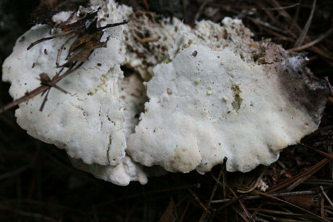 Tyromyces galactinus? Growing at the base of a Red Maple (Acer rubrum) in a dense mixed forest. Nearby pines.<br />
<br />
Cap has blue/green undertones with brown staining. Pores are stained olive to black.<br />
<br />
Tyromyces galactinus is often found on broadleaf trees (like maple), so perhaps this is the right ID?<br />
<figure class="photo"><a href="https://www.jungledragon.com/image/69114/tyromyces_galactinus.html" title="Tyromyces galactinus?"><img src="https://s3.amazonaws.com/media.jungledragon.com/images/3231/69114_thumb.jpg?AWSAccessKeyId=05GMT0V3GWVNE7GGM1R2&Expires=1759968010&Signature=F4gB1ivLLtncQyIMXwGNJBy1fMc%3D" width="200" height="134" alt="Tyromyces galactinus? Growing at the base of a Red Maple (Acer rubrum) in a dense mixed forest. Nearby pines.<br />
<br />
Cap has blue/green undertones with brown staining. Pores are stained olive to black.<br />
<br />
Tyromyces galactinus is often found on broadleaf trees (like maple), so perhaps this is the right ID?<br />
https://www.jungledragon.com/image/69115/tyromyces_galactinus.html Fall,Geotagged,Tyromyces galactinus,United States" /></a></figure> Fall,Geotagged,Tyromyces galactinus,United States
