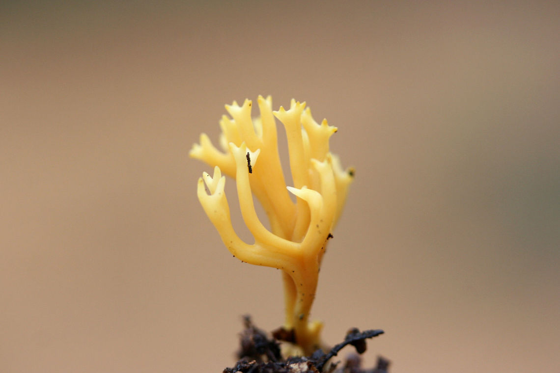 Clavulinopsis corniculata? Growing in soil/detritus/moss below oaks in a dense mixed forest.<br />
<br />
Any help on an ID is appreciated! I&rsquo;m not sure at all!  Clavulinopsis corniculata,Fall,Geotagged,United States