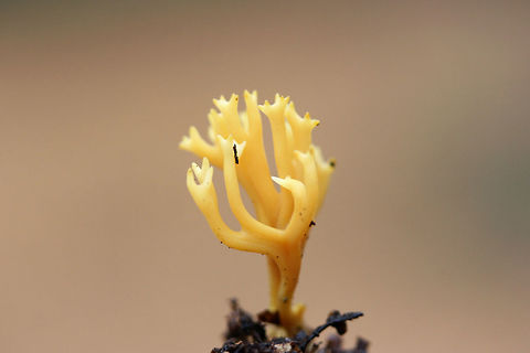 Clavulinopsis corniculata? Growing in soil/detritus/moss below oaks in a dense mixed forest.

Any help on an ID is appreciated! I’m not sure at all!  Clavulinopsis corniculata,Fall,Geotagged,United States