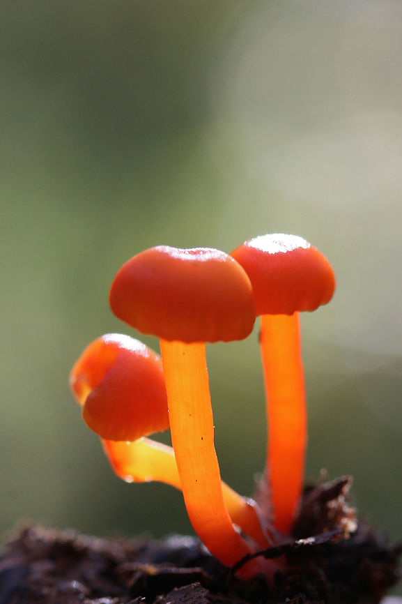 Hygrocybe sp. Growing in leaf litter in a dense mixed forest.<br />
Pilei: Dark orange to red, slightly moist. Margins are slightly scalloped. 1-1.5cm widths.<br />
Gills: Beginning to run down stipe. Pale yellow.<br />
<figure class="photo"><a href="https://www.jungledragon.com/image/69120/hygrocybe_sp.html" title="Hygrocybe sp."><img src="https://s3.amazonaws.com/media.jungledragon.com/images/3231/69120_thumb.jpg?AWSAccessKeyId=05GMT0V3GWVNE7GGM1R2&Expires=1769040010&Signature=8DUEAbp9Nuh2HWJ%2BEtAb6A30vx0%3D" width="200" height="134" alt="Hygrocybe sp. Growing in leaf litter in a dense mixed forest.<br />
<br />
Pilei: Dark orange to red, slightly moist. Margins are slightly scalloped. 1-1.5cm widths.<br />
Gills: Beginning to run down stipe. Pale yellow.<br />
https://www.jungledragon.com/image/69119/hygrocybe_sp.html Fall,Geotagged,United States,fungi,fungus,hygrocybe,mushroom,mushrooms,orange,red,waxcap,waxcaps,yellow" /></a></figure> Fall,Geotagged,United States