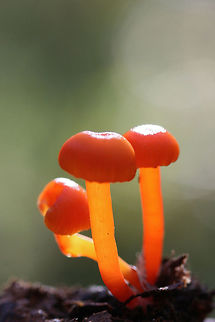 Hygrocybe sp. Growing in leaf litter in a dense mixed forest.
Pilei: Dark orange to red, slightly moist. Margins are slightly scalloped. 1-1.5cm widths.
Gills: Beginning to run down stipe. Pale yellow.
https://www.jungledragon.com/image/69120/hygrocybe_sp.html Fall,Geotagged,United States