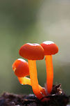 Hygrocybe sp. Growing in leaf litter in a dense mixed forest.<br />
Pilei: Dark orange to red, slightly moist. Margins are slightly scalloped. 1-1.5cm widths.<br />
Gills: Beginning to run down stipe. Pale yellow.<br />
https://www.jungledragon.com/image/69120/hygrocybe_sp.html Fall,Geotagged,United States