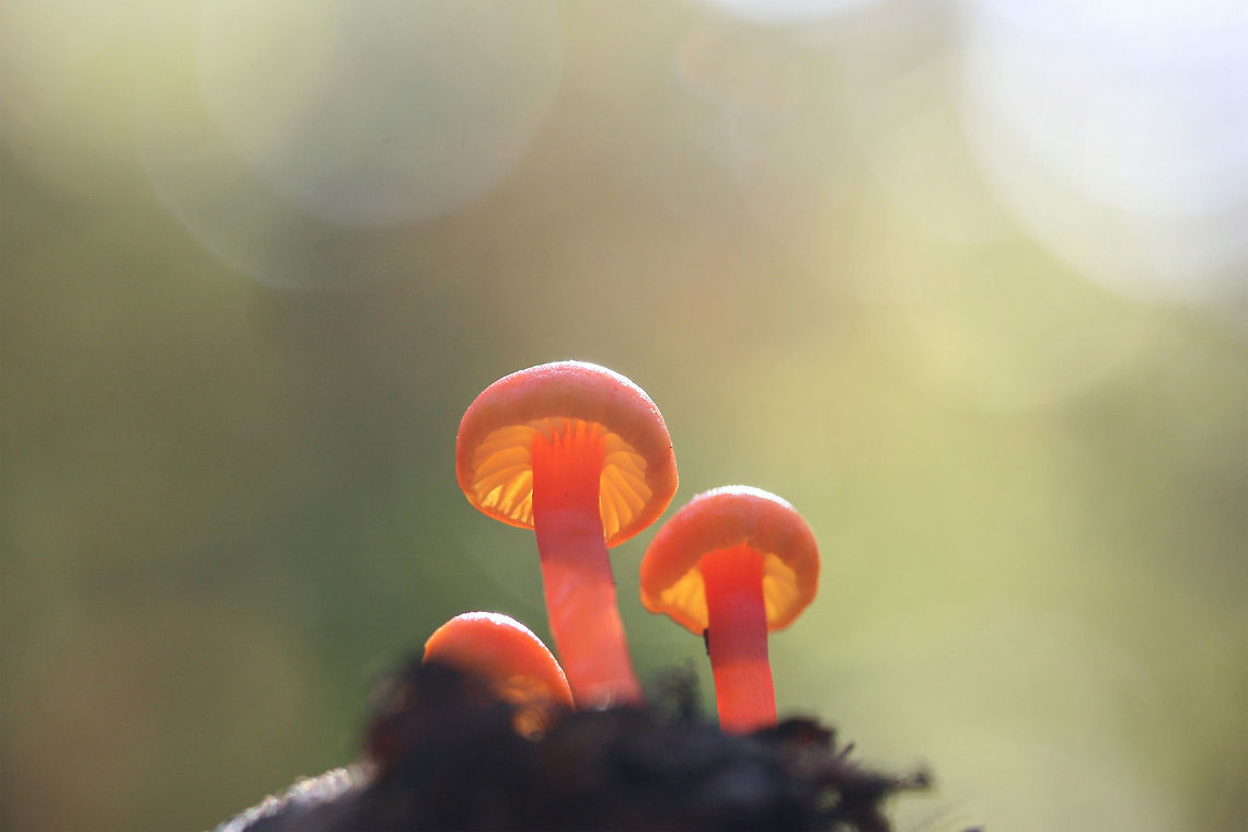 Hygrocybe sp. Growing in leaf litter in a dense mixed forest.<br />
<br />
Pilei: Dark orange to red, slightly moist. Margins are slightly scalloped. 1-1.5cm widths.<br />
Gills: Beginning to run down stipe. Pale yellow.<br />
<figure class="photo"><a href="https://www.jungledragon.com/image/69119/hygrocybe_sp.html" title="Hygrocybe sp."><img src="https://s3.amazonaws.com/media.jungledragon.com/images/3231/69119_thumb.jpg?AWSAccessKeyId=05GMT0V3GWVNE7GGM1R2&Expires=1759968010&Signature=BMVx2uDE%2B74fwHTTmfio9G1MBzc%3D" width="102" height="152" alt="Hygrocybe sp. Growing in leaf litter in a dense mixed forest.<br />
Pilei: Dark orange to red, slightly moist. Margins are slightly scalloped. 1-1.5cm widths.<br />
Gills: Beginning to run down stipe. Pale yellow.<br />
https://www.jungledragon.com/image/69120/hygrocybe_sp.html Fall,Geotagged,United States" /></a></figure> Fall,Geotagged,United States,fungi,fungus,hygrocybe,mushroom,mushrooms,orange,red,waxcap,waxcaps,yellow