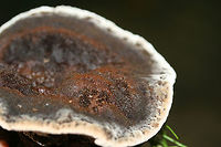 Onnia subtriquetra A species of Hymenochaete growing at the base of a ridge (under pine and some hardwoods) in a dense mixed hardwood/coniferous forest in NW Georgia.<br />
https://www.jungledragon.com/image/69134/onnia_sp.html<br />
https://www.jungledragon.com/image/69133/onnia_sp.html Geotagged,Onnia subtriquetra,Summer,United States
