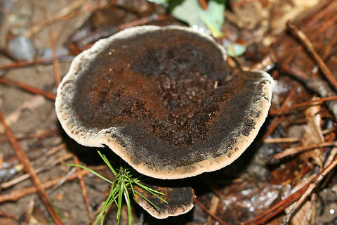 Onnia subtriquetra A species of Hymenochaete growing at the base of a ridge (under pine and some hardwoods) in a dense mixed hardwood/coniferous forest in NW Georgia.
https://www.jungledragon.com/image/69134/onnia_sp.html
https://www.jungledragon.com/image/69131/onnia_sp.html Geotagged,Onnia subtriquetra,Summer,United States