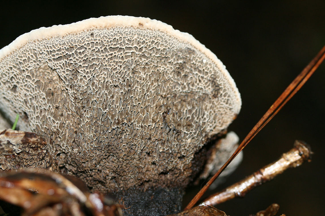 Onnia subtriquetra Growing at the base of a ridge (under pine and some hardwoods) in a dense mixed hardwood/coniferous forest in NW Georgia.<br />
<figure class="photo"><a href="https://www.jungledragon.com/image/69131/onnia_subtriquetra.html" title="Onnia subtriquetra"><img src="https://s3.amazonaws.com/media.jungledragon.com/images/3231/69131_thumb.jpg?AWSAccessKeyId=05GMT0V3GWVNE7GGM1R2&Expires=1769040010&Signature=kC6aezNLkt14N12eTl%2Fqrxj5TNo%3D" width="200" height="134" alt="Onnia subtriquetra A species of Hymenochaete growing at the base of a ridge (under pine and some hardwoods) in a dense mixed hardwood/coniferous forest in NW Georgia.<br />
https://www.jungledragon.com/image/69134/onnia_sp.html<br />
https://www.jungledragon.com/image/69133/onnia_sp.html Geotagged,Onnia subtriquetra,Summer,United States" /></a></figure><br />
<figure class="photo"><a href="https://www.jungledragon.com/image/69133/onnia_subtriquetra.html" title="Onnia subtriquetra"><img src="https://s3.amazonaws.com/media.jungledragon.com/images/3231/69133_thumb.jpg?AWSAccessKeyId=05GMT0V3GWVNE7GGM1R2&Expires=1769040010&Signature=hmADMSrvDOKU8XAH%2Fdtv9RdwSL4%3D" width="200" height="134" alt="Onnia subtriquetra A species of Hymenochaete growing at the base of a ridge (under pine and some hardwoods) in a dense mixed hardwood/coniferous forest in NW Georgia.<br />
https://www.jungledragon.com/image/69134/onnia_sp.html<br />
https://www.jungledragon.com/image/69131/onnia_sp.html Geotagged,Onnia subtriquetra,Summer,United States" /></a></figure> Geotagged,Onnia subtriquetra,Summer,United States
