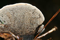 Onnia subtriquetra Growing at the base of a ridge (under pine and some hardwoods) in a dense mixed hardwood/coniferous forest in NW Georgia.<br />
https://www.jungledragon.com/image/69131/onnia_sp.html<br />
https://www.jungledragon.com/image/69133/onnia_sp.html Geotagged,Onnia subtriquetra,Summer,United States