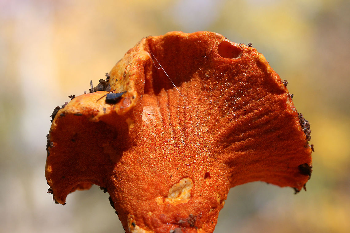 Lobster Mushroom (Hypocmyces lactifluorum) Growing under mostly pines at the edge of a mixed forest.<br />
<figure class="photo"><a href="https://www.jungledragon.com/image/69139/lobster_mushroom_hypocmyces_lactifluorum.html" title="Lobster Mushroom (Hypocmyces lactifluorum)"><img src="https://s3.amazonaws.com/media.jungledragon.com/images/3231/69139_thumb.jpg?AWSAccessKeyId=05GMT0V3GWVNE7GGM1R2&Expires=1759968010&Signature=GhaVSFBPrQdgedIRpHPRsZpV5Y0%3D" width="200" height="134" alt="Lobster Mushroom (Hypocmyces lactifluorum) Growing under mostly pines at the edge of a mixed forest.<br />
https://www.jungledragon.com/image/69138/lobster_mushroom_hypocmyces_lactifluorum.html Fall,Geotagged,Hypomyces lactifluorum,Lobster mushroom,United States" /></a></figure> Fall,Geotagged,Hypomyces lactifluorum,Lobster mushroom,United States