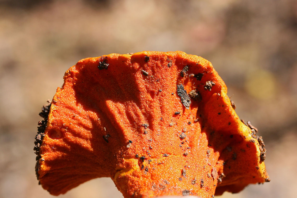 Lobster Mushroom (Hypocmyces lactifluorum) Growing under mostly pines at the edge of a mixed forest.<br />
<figure class="photo"><a href="https://www.jungledragon.com/image/69138/lobster_mushroom_hypocmyces_lactifluorum.html" title="Lobster Mushroom (Hypocmyces lactifluorum)"><img src="https://s3.amazonaws.com/media.jungledragon.com/images/3231/69138_thumb.jpg?AWSAccessKeyId=05GMT0V3GWVNE7GGM1R2&Expires=1759968010&Signature=CttcTTH5QIOZrSn3oc0MroUASOY%3D" width="200" height="134" alt="Lobster Mushroom (Hypocmyces lactifluorum) Growing under mostly pines at the edge of a mixed forest.<br />
https://www.jungledragon.com/image/69139/lobster_mushroom_hypocmyces_lactifluorum.html Fall,Geotagged,Hypomyces lactifluorum,Lobster mushroom,United States" /></a></figure> Fall,Geotagged,Hypomyces lactifluorum,Lobster mushroom,United States