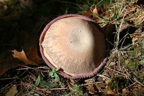 Purple Laccaria (Laccaria ochropurpurea) Growing in leaf litter/moss/soil below oaks and other hardwoods.
https://www.jungledragon.com/image/69168/purple_laccaria_laccaria_ochropurpurea.html Fall,Geotagged,Laccaria ochropurpurea,United States