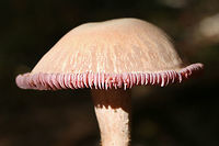 Purple Laccaria (Laccaria ochropurpurea) Growing in leaf litter/moss/soil below oaks and other hardwoods.<br />
https://www.jungledragon.com/image/69163/purple_laccaria_laccaria_ochropurpurea.html Fall,Geotagged,Laccaria ochropurpurea,United States