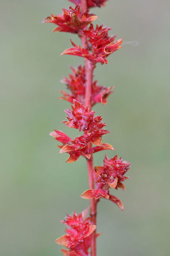 Slender Three-seeded Mercury (Acalypha gracilens) In an overgrown back yard/meadow.<br />
<figure class="photo"><a href="https://www.jungledragon.com/image/69176/slender_three-seeded_mercury_acalypha_gracilens.html" title="Slender Three-seeded Mercury (Acalypha gracilens)"><img src="https://s3.amazonaws.com/media.jungledragon.com/images/3231/69176_thumb.jpg?AWSAccessKeyId=05GMT0V3GWVNE7GGM1R2&Expires=1769040010&Signature=%2FQNIxrSJtvp1alaU1M7Cc4qhGVg%3D" width="102" height="152" alt="Slender Three-seeded Mercury (Acalypha gracilens) In an overgrown back yard/meadow.<br />
https://www.jungledragon.com/image/69175/slender_three-seeded_mercury_acalypha_gracilens.html<br />
 Acalypha gracilens,Fall,Geotagged,Slender Three-Seeded Mercury,United States" /></a></figure> Acalypha gracilens,Fall,Geotagged,Slender Three-Seeded Mercury,United States