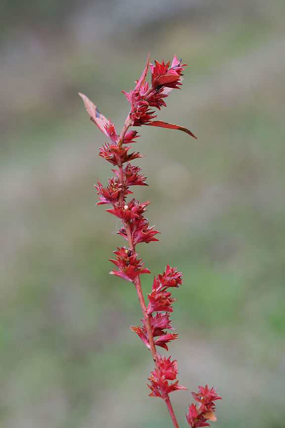 Slender Three-seeded Mercury (Acalypha gracilens) In an overgrown back yard/meadow.<br />
<figure class="photo"><a href="https://www.jungledragon.com/image/69175/slender_three-seeded_mercury_acalypha_gracilens.html" title="Slender Three-seeded Mercury (Acalypha gracilens)"><img src="https://s3.amazonaws.com/media.jungledragon.com/images/3231/69175_thumb.jpg?AWSAccessKeyId=05GMT0V3GWVNE7GGM1R2&Expires=1769040010&Signature=TngZOCee0bRDmE2B%2Bh%2FSKAbBMHU%3D" width="102" height="152" alt="Slender Three-seeded Mercury (Acalypha gracilens) In an overgrown back yard/meadow.<br />
https://www.jungledragon.com/image/69176/slender_three-seeded_mercury_acalypha_gracilens.html Acalypha gracilens,Fall,Geotagged,Slender Three-Seeded Mercury,United States" /></a></figure><br />
 Acalypha gracilens,Fall,Geotagged,Slender Three-Seeded Mercury,United States