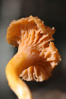 Flame Chanterelle (Craterellus ignicolor) Growing on highly rotted wood and leaf litter below red pines and oaks in a dense mixed forest.
https://www.jungledragon.com/image/69186/flame_chanterelle_craterellus_ignicolor.html
https://www.jungledragon.com/image/69185/flame_chanterelle_craterellus_ignicolor.html
https://www.jungledragon.com/image/69183/flame_chanterelle_craterellus_ignicolor.html Craterellus ignicolor,Fall,Flame Chanterelle,Geotagged,United States