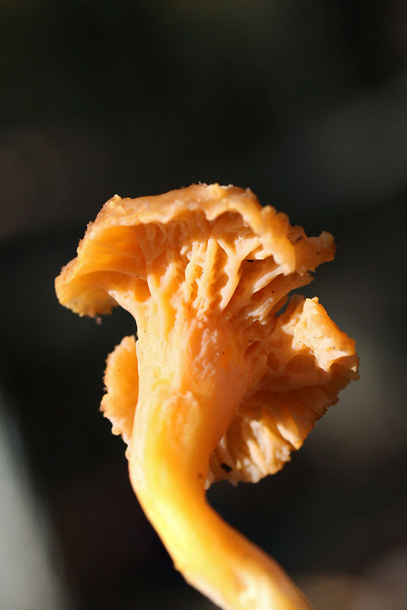 Flame Chanterelle (Craterellus ignicolor) Growing on highly rotted wood and leaf litter below red pines and oaks in a dense mixed forest.<br />
<figure class="photo"><a href="https://www.jungledragon.com/image/69182/flame_chanterelle_craterellus_ignicolor.html" title="Flame Chanterelle (Craterellus ignicolor)"><img src="https://s3.amazonaws.com/media.jungledragon.com/images/3231/69182_thumb.jpg?AWSAccessKeyId=05GMT0V3GWVNE7GGM1R2&Expires=1759968010&Signature=McRTajNRm%2BiDieQ2bD0wQOPBdY0%3D" width="102" height="152" alt="Flame Chanterelle (Craterellus ignicolor) Growing on highly rotted wood and leaf litter below red pines and oaks in a dense mixed forest.<br />
https://www.jungledragon.com/image/69186/flame_chanterelle_craterellus_ignicolor.html<br />
https://www.jungledragon.com/image/69185/flame_chanterelle_craterellus_ignicolor.html<br />
https://www.jungledragon.com/image/69183/flame_chanterelle_craterellus_ignicolor.html Craterellus ignicolor,Fall,Flame Chanterelle,Geotagged,United States" /></a></figure><br />
<figure class="photo"><a href="https://www.jungledragon.com/image/69185/flame_chanterelle_craterellus_ignicolor.html" title="Flame Chanterelle (Craterellus ignicolor)"><img src="https://s3.amazonaws.com/media.jungledragon.com/images/3231/69185_thumb.jpg?AWSAccessKeyId=05GMT0V3GWVNE7GGM1R2&Expires=1759968010&Signature=8WZDCxIknFKSEzNvXt77%2FnvNGuo%3D" width="200" height="134" alt="Flame Chanterelle (Craterellus ignicolor) Growing on highly rotted wood and leaf litter below red pines and oaks in a dense mixed forest.<br />
https://www.jungledragon.com/image/69182/flame_chanterelle_craterellus_ignicolor.html<br />
https://www.jungledragon.com/image/69186/flame_chanterelle_craterellus_ignicolor.html<br />
https://www.jungledragon.com/image/69183/flame_chanterelle_craterellus_ignicolor.html Craterellus ignicolor,Fall,Flame Chanterelle,Geotagged,United States" /></a></figure><br />
<figure class="photo"><a href="https://www.jungledragon.com/image/69186/flame_chanterelle_craterellus_ignicolor.html" title="Flame Chanterelle (Craterellus ignicolor)"><img src="https://s3.amazonaws.com/media.jungledragon.com/images/3231/69186_thumb.jpg?AWSAccessKeyId=05GMT0V3GWVNE7GGM1R2&Expires=1759968010&Signature=33NgfTaaWn%2Bit5mDyaJIRTmLkGA%3D" width="200" height="134" alt="Flame Chanterelle (Craterellus ignicolor) Growing on highly rotted wood and leaf litter below red pines and oaks in a dense mixed forest.<br />
https://www.jungledragon.com/image/69182/flame_chanterelle_craterellus_ignicolor.html<br />
https://www.jungledragon.com/image/69185/flame_chanterelle_craterellus_ignicolor.html<br />
https://www.jungledragon.com/image/69183/flame_chanterelle_craterellus_ignicolor.html Craterellus ignicolor,Fall,Flame Chanterelle,Geotagged,United States" /></a></figure> Craterellus ignicolor,Fall,Flame Chanterelle,Geotagged,United States