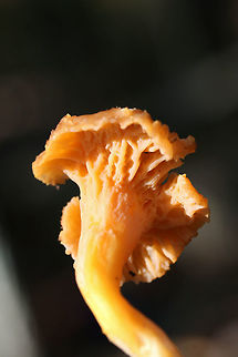 Flame Chanterelle (Craterellus ignicolor) Growing on highly rotted wood and leaf litter below red pines and oaks in a dense mixed forest.
https://www.jungledragon.com/image/69182/flame_chanterelle_craterellus_ignicolor.html
https://www.jungledragon.com/image/69185/flame_chanterelle_craterellus_ignicolor.html
https://www.jungledragon.com/image/69186/flame_chanterelle_craterellus_ignicolor.html Craterellus ignicolor,Fall,Flame Chanterelle,Geotagged,United States