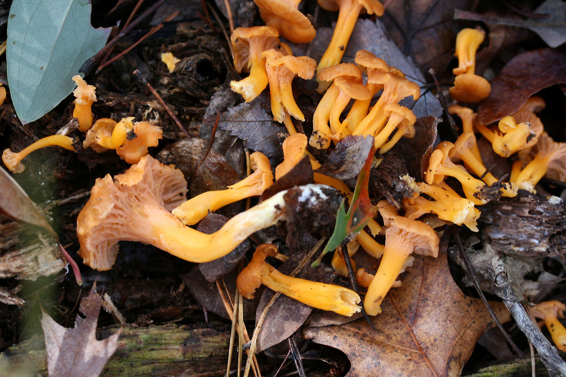 Flame Chanterelle (Craterellus ignicolor) Growing on highly rotted wood and leaf litter below red pines and oaks in a dense mixed forest.<br />
<figure class="photo"><a href="https://www.jungledragon.com/image/69182/flame_chanterelle_craterellus_ignicolor.html" title="Flame Chanterelle (Craterellus ignicolor)"><img src="https://s3.amazonaws.com/media.jungledragon.com/images/3231/69182_thumb.jpg?AWSAccessKeyId=05GMT0V3GWVNE7GGM1R2&Expires=1759968010&Signature=McRTajNRm%2BiDieQ2bD0wQOPBdY0%3D" width="102" height="152" alt="Flame Chanterelle (Craterellus ignicolor) Growing on highly rotted wood and leaf litter below red pines and oaks in a dense mixed forest.<br />
https://www.jungledragon.com/image/69186/flame_chanterelle_craterellus_ignicolor.html<br />
https://www.jungledragon.com/image/69185/flame_chanterelle_craterellus_ignicolor.html<br />
https://www.jungledragon.com/image/69183/flame_chanterelle_craterellus_ignicolor.html Craterellus ignicolor,Fall,Flame Chanterelle,Geotagged,United States" /></a></figure><br />
<figure class="photo"><a href="https://www.jungledragon.com/image/69186/flame_chanterelle_craterellus_ignicolor.html" title="Flame Chanterelle (Craterellus ignicolor)"><img src="https://s3.amazonaws.com/media.jungledragon.com/images/3231/69186_thumb.jpg?AWSAccessKeyId=05GMT0V3GWVNE7GGM1R2&Expires=1759968010&Signature=33NgfTaaWn%2Bit5mDyaJIRTmLkGA%3D" width="200" height="134" alt="Flame Chanterelle (Craterellus ignicolor) Growing on highly rotted wood and leaf litter below red pines and oaks in a dense mixed forest.<br />
https://www.jungledragon.com/image/69182/flame_chanterelle_craterellus_ignicolor.html<br />
https://www.jungledragon.com/image/69185/flame_chanterelle_craterellus_ignicolor.html<br />
https://www.jungledragon.com/image/69183/flame_chanterelle_craterellus_ignicolor.html Craterellus ignicolor,Fall,Flame Chanterelle,Geotagged,United States" /></a></figure><br />
<figure class="photo"><a href="https://www.jungledragon.com/image/69183/flame_chanterelle_craterellus_ignicolor.html" title="Flame Chanterelle (Craterellus ignicolor)"><img src="https://s3.amazonaws.com/media.jungledragon.com/images/3231/69183_thumb.jpg?AWSAccessKeyId=05GMT0V3GWVNE7GGM1R2&Expires=1759968010&Signature=mZAjH%2Fj9wjm91JDg0WR6tVALzZg%3D" width="102" height="152" alt="Flame Chanterelle (Craterellus ignicolor) Growing on highly rotted wood and leaf litter below red pines and oaks in a dense mixed forest.<br />
https://www.jungledragon.com/image/69182/flame_chanterelle_craterellus_ignicolor.html<br />
https://www.jungledragon.com/image/69185/flame_chanterelle_craterellus_ignicolor.html<br />
https://www.jungledragon.com/image/69186/flame_chanterelle_craterellus_ignicolor.html Craterellus ignicolor,Fall,Flame Chanterelle,Geotagged,United States" /></a></figure> Craterellus ignicolor,Fall,Flame Chanterelle,Geotagged,United States
