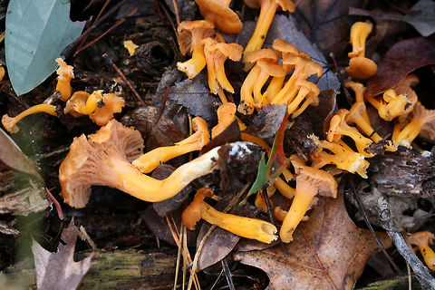 Flame Chanterelle (Craterellus ignicolor) Growing on highly rotted wood and leaf litter below red pines and oaks in a dense mixed forest.
https://www.jungledragon.com/image/69182/flame_chanterelle_craterellus_ignicolor.html
https://www.jungledragon.com/image/69186/flame_chanterelle_craterellus_ignicolor.html
https://www.jungledragon.com/image/69183/flame_chanterelle_craterellus_ignicolor.html Craterellus ignicolor,Fall,Flame Chanterelle,Geotagged,United States