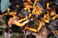 Flame Chanterelle (Craterellus ignicolor) Growing on highly rotted wood and leaf litter below red pines and oaks in a dense mixed forest.<br />
https://www.jungledragon.com/image/69182/flame_chanterelle_craterellus_ignicolor.html<br />
https://www.jungledragon.com/image/69186/flame_chanterelle_craterellus_ignicolor.html<br />
https://www.jungledragon.com/image/69183/flame_chanterelle_craterellus_ignicolor.html Craterellus ignicolor,Fall,Flame Chanterelle,Geotagged,United States