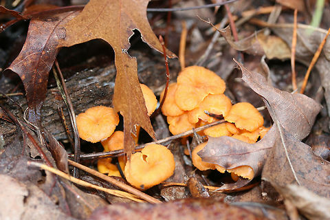 Flame Chanterelle (Craterellus ignicolor) Growing on highly rotted wood and leaf litter below red pines and oaks in a dense mixed forest.
https://www.jungledragon.com/image/69182/flame_chanterelle_craterellus_ignicolor.html
https://www.jungledragon.com/image/69185/flame_chanterelle_craterellus_ignicolor.html
https://www.jungledragon.com/image/69183/flame_chanterelle_craterellus_ignicolor.html Craterellus ignicolor,Fall,Flame Chanterelle,Geotagged,United States