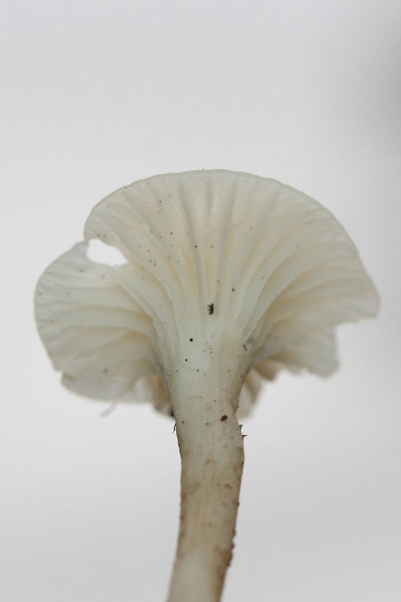 Snowy Waxcap (Cuphophyllus virgineus) Growing gregariously at a forested edge of an overgrown backyard habitat.<br />
<figure class="photo"><a href="https://www.jungledragon.com/image/69195/snowy_waxcap_cuphophyllus_virgineus.html" title="Snowy Waxcap (Cuphophyllus virgineus)"><img src="https://s3.amazonaws.com/media.jungledragon.com/images/3231/69195_thumb.jpg?AWSAccessKeyId=05GMT0V3GWVNE7GGM1R2&Expires=1759968010&Signature=6pKIDrEH4%2FFQH4gQHZkM0Emplaw%3D" width="102" height="152" alt="Snowy Waxcap (Cuphophyllus virgineus) Growing gregariously at a forested edge of an overgrown backyard habitat.<br />
https://www.jungledragon.com/image/69192/snowy_waxcap_cuphophyllus_virgineus.html<br />
https://www.jungledragon.com/image/69194/snowy_waxcap_cuphophyllus_virgineus.html<br />
https://www.jungledragon.com/image/69193/snowy_waxcap_cuphophyllus_virgineus.html Cuphophyllus virgineus,Fall,Geotagged,United States,cuphophyllus,fungi,fungus,hygrophoraceae,monochrome,mushroom,mushrooms,natural,slimy,slimy fungi,slimy fungus,slimy mushroom,slimy mushrooms,snowy waxcap,snowy waxcaps,waxcap" /></a></figure><br />
<figure class="photo"><a href="https://www.jungledragon.com/image/69194/snowy_waxcap_cuphophyllus_virgineus.html" title="Snowy Waxcap (Cuphophyllus virgineus)"><img src="https://s3.amazonaws.com/media.jungledragon.com/images/3231/69194_thumb.jpg?AWSAccessKeyId=05GMT0V3GWVNE7GGM1R2&Expires=1759968010&Signature=90cErkbLXadxsul251mEWRg7NSc%3D" width="200" height="134" alt="Snowy Waxcap (Cuphophyllus virgineus) Growing gregariously at a forested edge of an overgrown backyard habitat.<br />
https://www.jungledragon.com/image/69192/snowy_waxcap_cuphophyllus_virgineus.html<br />
https://www.jungledragon.com/image/69195/snowy_waxcap_cuphophyllus_virgineus.html<br />
https://www.jungledragon.com/image/69193/snowy_waxcap_cuphophyllus_virgineus.html Cuphophyllus virgineus,Fall,Geotagged,United States,cuphophyllus,fungi,fungus,hygrophoraceae,monochrome,mushroom,mushrooms,natural,slimy,slimy fungi,slimy fungus,slimy mushroom,slimy mushrooms,snowy waxcap,snowy waxcaps,waxcap" /></a></figure><br />
<figure class="photo"><a href="https://www.jungledragon.com/image/69193/snowy_waxcap_cuphophyllus_virgineus.html" title="Snowy Waxcap (Cuphophyllus virgineus)"><img src="https://s3.amazonaws.com/media.jungledragon.com/images/3231/69193_thumb.jpg?AWSAccessKeyId=05GMT0V3GWVNE7GGM1R2&Expires=1759968010&Signature=43Zh3mwXUtO5XqvHf6C9k%2Bnr7b8%3D" width="200" height="134" alt="Snowy Waxcap (Cuphophyllus virgineus) Growing gregariously at a forested edge of an overgrown backyard habitat.<br />
https://www.jungledragon.com/image/69192/snowy_waxcap_cuphophyllus_virgineus.html<br />
https://www.jungledragon.com/image/69194/snowy_waxcap_cuphophyllus_virgineus.html<br />
https://www.jungledragon.com/image/69195/snowy_waxcap_cuphophyllus_virgineus.html Cuphophyllus virgineus,Fall,Geotagged,United States,cuphophyllus,fungi,fungus,hygrophoraceae,monochrome,mushroom,mushrooms,natural,slimy,slimy fungi,slimy fungus,slimy mushroom,slimy mushrooms,snowy waxcap,snowy waxcaps,waxcap" /></a></figure> Cuphophyllus virgineus,Fall,Geotagged,United States,cuphophyllus,fungi,fungus,hygrophoraceae,monochrome,mushroom,mushrooms,natural,slimy,slimy fungi,slimy fungus,slimy mushroom,slimy mushrooms,snowy waxcap,snowy waxcaps,waxcap