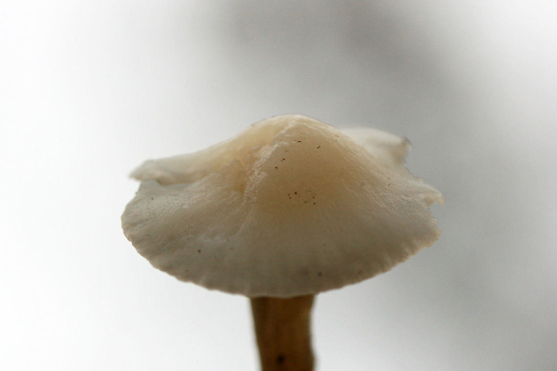 Snowy Waxcap (Cuphophyllus virgineus) Growing gregariously at a forested edge of an overgrown backyard habitat.<br />
<figure class="photo"><a href="https://www.jungledragon.com/image/69192/snowy_waxcap_cuphophyllus_virgineus.html" title="Snowy Waxcap (Cuphophyllus virgineus)"><img src="https://s3.amazonaws.com/media.jungledragon.com/images/3231/69192_thumb.jpg?AWSAccessKeyId=05GMT0V3GWVNE7GGM1R2&Expires=1767225610&Signature=9ZMmB%2BjW4P4L7e5Dhr1QM3Fxxq4%3D" width="102" height="152" alt="Snowy Waxcap (Cuphophyllus virgineus) Growing gregariously at a forested edge of an overgrown backyard habitat.<br />
https://www.jungledragon.com/image/69195/snowy_waxcap_cuphophyllus_virgineus.html<br />
https://www.jungledragon.com/image/69194/snowy_waxcap_cuphophyllus_virgineus.html<br />
https://www.jungledragon.com/image/69193/snowy_waxcap_cuphophyllus_virgineus.html Cuphophyllus virgineus,Fall,Geotagged,United States,cuphophyllus,fungi,fungus,hygrophoraceae,monochrome,mushroom,mushrooms,natural,slimy,slimy fungi,slimy fungus,slimy mushroom,slimy mushrooms,snowy waxcap,snowy waxcaps,waxcap" /></a></figure><br />
<figure class="photo"><a href="https://www.jungledragon.com/image/69194/snowy_waxcap_cuphophyllus_virgineus.html" title="Snowy Waxcap (Cuphophyllus virgineus)"><img src="https://s3.amazonaws.com/media.jungledragon.com/images/3231/69194_thumb.jpg?AWSAccessKeyId=05GMT0V3GWVNE7GGM1R2&Expires=1767225610&Signature=Vq4dpjfXX5ptlBEXZ6ojZ%2BTW1xY%3D" width="200" height="134" alt="Snowy Waxcap (Cuphophyllus virgineus) Growing gregariously at a forested edge of an overgrown backyard habitat.<br />
https://www.jungledragon.com/image/69192/snowy_waxcap_cuphophyllus_virgineus.html<br />
https://www.jungledragon.com/image/69195/snowy_waxcap_cuphophyllus_virgineus.html<br />
https://www.jungledragon.com/image/69193/snowy_waxcap_cuphophyllus_virgineus.html Cuphophyllus virgineus,Fall,Geotagged,United States,cuphophyllus,fungi,fungus,hygrophoraceae,monochrome,mushroom,mushrooms,natural,slimy,slimy fungi,slimy fungus,slimy mushroom,slimy mushrooms,snowy waxcap,snowy waxcaps,waxcap" /></a></figure><br />
<figure class="photo"><a href="https://www.jungledragon.com/image/69195/snowy_waxcap_cuphophyllus_virgineus.html" title="Snowy Waxcap (Cuphophyllus virgineus)"><img src="https://s3.amazonaws.com/media.jungledragon.com/images/3231/69195_thumb.jpg?AWSAccessKeyId=05GMT0V3GWVNE7GGM1R2&Expires=1767225610&Signature=c3f95IWjkafYB4ZT1IhEkbnkzHo%3D" width="102" height="152" alt="Snowy Waxcap (Cuphophyllus virgineus) Growing gregariously at a forested edge of an overgrown backyard habitat.<br />
https://www.jungledragon.com/image/69192/snowy_waxcap_cuphophyllus_virgineus.html<br />
https://www.jungledragon.com/image/69194/snowy_waxcap_cuphophyllus_virgineus.html<br />
https://www.jungledragon.com/image/69193/snowy_waxcap_cuphophyllus_virgineus.html Cuphophyllus virgineus,Fall,Geotagged,United States,cuphophyllus,fungi,fungus,hygrophoraceae,monochrome,mushroom,mushrooms,natural,slimy,slimy fungi,slimy fungus,slimy mushroom,slimy mushrooms,snowy waxcap,snowy waxcaps,waxcap" /></a></figure> Cuphophyllus virgineus,Fall,Geotagged,United States,cuphophyllus,fungi,fungus,hygrophoraceae,monochrome,mushroom,mushrooms,natural,slimy,slimy fungi,slimy fungus,slimy mushroom,slimy mushrooms,snowy waxcap,snowy waxcaps,waxcap