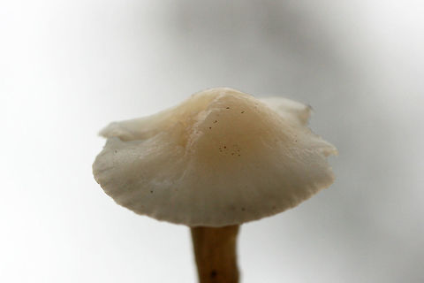 Snowy Waxcap (Cuphophyllus virgineus) Growing gregariously at a forested edge of an overgrown backyard habitat.
https://www.jungledragon.com/image/69192/snowy_waxcap_cuphophyllus_virgineus.html
https://www.jungledragon.com/image/69194/snowy_waxcap_cuphophyllus_virgineus.html
https://www.jungledragon.com/image/69195/snowy_waxcap_cuphophyllus_virgineus.html Cuphophyllus virgineus,Fall,Geotagged,United States,cuphophyllus,fungi,fungus,hygrophoraceae,monochrome,mushroom,mushrooms,natural,slimy,slimy fungi,slimy fungus,slimy mushroom,slimy mushrooms,snowy waxcap,snowy waxcaps,waxcap
