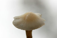 Snowy Waxcap (Cuphophyllus virgineus) Growing gregariously at a forested edge of an overgrown backyard habitat.<br />
https://www.jungledragon.com/image/69192/snowy_waxcap_cuphophyllus_virgineus.html<br />
https://www.jungledragon.com/image/69194/snowy_waxcap_cuphophyllus_virgineus.html<br />
https://www.jungledragon.com/image/69195/snowy_waxcap_cuphophyllus_virgineus.html Cuphophyllus virgineus,Fall,Geotagged,United States,cuphophyllus,fungi,fungus,hygrophoraceae,monochrome,mushroom,mushrooms,natural,slimy,slimy fungi,slimy fungus,slimy mushroom,slimy mushrooms,snowy waxcap,snowy waxcaps,waxcap
