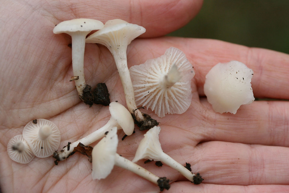 Snowy Waxcap (Cuphophyllus virgineus) Growing gregariously at a forested edge of an overgrown backyard habitat.<br />
<figure class="photo"><a href="https://www.jungledragon.com/image/69192/snowy_waxcap_cuphophyllus_virgineus.html" title="Snowy Waxcap (Cuphophyllus virgineus)"><img src="https://s3.amazonaws.com/media.jungledragon.com/images/3231/69192_thumb.jpg?AWSAccessKeyId=05GMT0V3GWVNE7GGM1R2&Expires=1767225610&Signature=9ZMmB%2BjW4P4L7e5Dhr1QM3Fxxq4%3D" width="102" height="152" alt="Snowy Waxcap (Cuphophyllus virgineus) Growing gregariously at a forested edge of an overgrown backyard habitat.<br />
https://www.jungledragon.com/image/69195/snowy_waxcap_cuphophyllus_virgineus.html<br />
https://www.jungledragon.com/image/69194/snowy_waxcap_cuphophyllus_virgineus.html<br />
https://www.jungledragon.com/image/69193/snowy_waxcap_cuphophyllus_virgineus.html Cuphophyllus virgineus,Fall,Geotagged,United States,cuphophyllus,fungi,fungus,hygrophoraceae,monochrome,mushroom,mushrooms,natural,slimy,slimy fungi,slimy fungus,slimy mushroom,slimy mushrooms,snowy waxcap,snowy waxcaps,waxcap" /></a></figure><br />
<figure class="photo"><a href="https://www.jungledragon.com/image/69195/snowy_waxcap_cuphophyllus_virgineus.html" title="Snowy Waxcap (Cuphophyllus virgineus)"><img src="https://s3.amazonaws.com/media.jungledragon.com/images/3231/69195_thumb.jpg?AWSAccessKeyId=05GMT0V3GWVNE7GGM1R2&Expires=1767225610&Signature=c3f95IWjkafYB4ZT1IhEkbnkzHo%3D" width="102" height="152" alt="Snowy Waxcap (Cuphophyllus virgineus) Growing gregariously at a forested edge of an overgrown backyard habitat.<br />
https://www.jungledragon.com/image/69192/snowy_waxcap_cuphophyllus_virgineus.html<br />
https://www.jungledragon.com/image/69194/snowy_waxcap_cuphophyllus_virgineus.html<br />
https://www.jungledragon.com/image/69193/snowy_waxcap_cuphophyllus_virgineus.html Cuphophyllus virgineus,Fall,Geotagged,United States,cuphophyllus,fungi,fungus,hygrophoraceae,monochrome,mushroom,mushrooms,natural,slimy,slimy fungi,slimy fungus,slimy mushroom,slimy mushrooms,snowy waxcap,snowy waxcaps,waxcap" /></a></figure><br />
<figure class="photo"><a href="https://www.jungledragon.com/image/69193/snowy_waxcap_cuphophyllus_virgineus.html" title="Snowy Waxcap (Cuphophyllus virgineus)"><img src="https://s3.amazonaws.com/media.jungledragon.com/images/3231/69193_thumb.jpg?AWSAccessKeyId=05GMT0V3GWVNE7GGM1R2&Expires=1767225610&Signature=gLHHdRehw8AxB6Up6li55HKEsuk%3D" width="200" height="134" alt="Snowy Waxcap (Cuphophyllus virgineus) Growing gregariously at a forested edge of an overgrown backyard habitat.<br />
https://www.jungledragon.com/image/69192/snowy_waxcap_cuphophyllus_virgineus.html<br />
https://www.jungledragon.com/image/69194/snowy_waxcap_cuphophyllus_virgineus.html<br />
https://www.jungledragon.com/image/69195/snowy_waxcap_cuphophyllus_virgineus.html Cuphophyllus virgineus,Fall,Geotagged,United States,cuphophyllus,fungi,fungus,hygrophoraceae,monochrome,mushroom,mushrooms,natural,slimy,slimy fungi,slimy fungus,slimy mushroom,slimy mushrooms,snowy waxcap,snowy waxcaps,waxcap" /></a></figure> Cuphophyllus virgineus,Fall,Geotagged,United States,cuphophyllus,fungi,fungus,hygrophoraceae,monochrome,mushroom,mushrooms,natural,slimy,slimy fungi,slimy fungus,slimy mushroom,slimy mushrooms,snowy waxcap,snowy waxcaps,waxcap