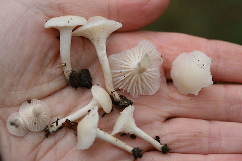 Snowy Waxcap (Cuphophyllus virgineus) Growing gregariously at a forested edge of an overgrown backyard habitat.
https://www.jungledragon.com/image/69192/snowy_waxcap_cuphophyllus_virgineus.html
https://www.jungledragon.com/image/69195/snowy_waxcap_cuphophyllus_virgineus.html
https://www.jungledragon.com/image/69193/snowy_waxcap_cuphophyllus_virgineus.html Cuphophyllus virgineus,Fall,Geotagged,United States,cuphophyllus,fungi,fungus,hygrophoraceae,monochrome,mushroom,mushrooms,natural,slimy,slimy fungi,slimy fungus,slimy mushroom,slimy mushrooms,snowy waxcap,snowy waxcaps,waxcap