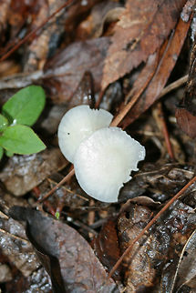Snowy Waxcap (Cuphophyllus virgineus) Growing gregariously at a forested edge of an overgrown backyard habitat.
https://www.jungledragon.com/image/69192/snowy_waxcap_cuphophyllus_virgineus.html
https://www.jungledragon.com/image/69194/snowy_waxcap_cuphophyllus_virgineus.html
https://www.jungledragon.com/image/69193/snowy_waxcap_cuphophyllus_virgineus.html Cuphophyllus virgineus,Fall,Geotagged,United States,cuphophyllus,fungi,fungus,hygrophoraceae,monochrome,mushroom,mushrooms,natural,slimy,slimy fungi,slimy fungus,slimy mushroom,slimy mushrooms,snowy waxcap,snowy waxcaps,waxcap