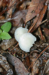 Snowy Waxcap (Cuphophyllus virgineus) Growing gregariously at a forested edge of an overgrown backyard habitat.<br />
https://www.jungledragon.com/image/69192/snowy_waxcap_cuphophyllus_virgineus.html<br />
https://www.jungledragon.com/image/69194/snowy_waxcap_cuphophyllus_virgineus.html<br />
https://www.jungledragon.com/image/69193/snowy_waxcap_cuphophyllus_virgineus.html Cuphophyllus virgineus,Fall,Geotagged,United States,cuphophyllus,fungi,fungus,hygrophoraceae,monochrome,mushroom,mushrooms,natural,slimy,slimy fungi,slimy fungus,slimy mushroom,slimy mushrooms,snowy waxcap,snowy waxcaps,waxcap