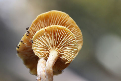 Scaly Rustgills (Gymnopilus sapineus group)? Growing on highly rotted pine (below mostly pines) in a dense mixed forest.

Any ID help is appreciated as I&rsquo;m pretty unsure!
https://www.jungledragon.com/image/69200/scaly_rustgills_gymnopilus_sapineus_group.html
https://www.jungledragon.com/image/69198/scaly_rustgills_gymnopilus_sapineus_group.html
https://www.jungledragon.com/image/69199/scaly_rustgills_gymnopilus_sapineus_group.html Fall,Geotagged,Gymnopilus sapineus,Scaly Rustgill,United States,fungi,fungus,gymnopilus,mushroom,mushrooms,orange,rustgills,scaly rustgills,yellow
