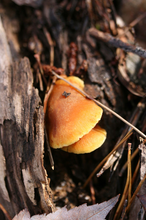 Scaly Rustgills (Gymnopilus sapineus group)? Growing on highly rotted pine (below mostly pines) in a dense mixed forest.<br />
<br />
Any ID help is appreciated as I&rsquo;m pretty unsure!<br />
<figure class="photo"><a href="https://www.jungledragon.com/image/69200/scaly_rustgills_gymnopilus_sapineus_group.html" title="Scaly Rustgills (Gymnopilus sapineus group)?"><img src="https://s3.amazonaws.com/media.jungledragon.com/images/3231/69200_thumb.jpg?AWSAccessKeyId=05GMT0V3GWVNE7GGM1R2&Expires=1763596810&Signature=t%2FCxxTNgY%2BJG%2Bh4g99YmxzgvuOI%3D" width="200" height="200" alt="Scaly Rustgills (Gymnopilus sapineus group)? Growing on highly rotted pine (below mostly pines) in a dense mixed forest.<br />
<br />
Any ID help is appreciated as I&rsquo;m pretty unsure!<br />
https://www.jungledragon.com/image/69197/scaly_rustgills_gymnopilus_sapineus_group.html<br />
https://www.jungledragon.com/image/69198/scaly_rustgills_gymnopilus_sapineus_group.html<br />
https://www.jungledragon.com/image/69199/scaly_rustgills_gymnopilus_sapineus_group.html Fall,Geotagged,Gymnopilus sapineus,Scaly Rustgill,United States,fungi,fungus,gymnopilus,mushroom,mushrooms,orange,rustgills,scaly rustgills,yellow" /></a></figure><br />
<figure class="photo"><a href="https://www.jungledragon.com/image/69197/scaly_rustgills_gymnopilus_sapineus_group.html" title="Scaly Rustgills (Gymnopilus sapineus group)?"><img src="https://s3.amazonaws.com/media.jungledragon.com/images/3231/69197_thumb.jpg?AWSAccessKeyId=05GMT0V3GWVNE7GGM1R2&Expires=1763596810&Signature=%2FjWQlDAPmZApoQJt8lD2fl0lfmo%3D" width="200" height="134" alt="Scaly Rustgills (Gymnopilus sapineus group)? Growing on highly rotted pine (below mostly pines) in a dense mixed forest.<br />
<br />
Any ID help is appreciated as I&rsquo;m pretty unsure!<br />
https://www.jungledragon.com/image/69200/scaly_rustgills_gymnopilus_sapineus_group.html<br />
https://www.jungledragon.com/image/69198/scaly_rustgills_gymnopilus_sapineus_group.html<br />
https://www.jungledragon.com/image/69199/scaly_rustgills_gymnopilus_sapineus_group.html Fall,Geotagged,Gymnopilus sapineus,Scaly Rustgill,United States,fungi,fungus,gymnopilus,mushroom,mushrooms,orange,rustgills,scaly rustgills,yellow" /></a></figure><br />
<figure class="photo"><a href="https://www.jungledragon.com/image/69199/scaly_rustgills_gymnopilus_sapineus_group.html" title="Scaly Rustgills (Gymnopilus sapineus group)?"><img src="https://s3.amazonaws.com/media.jungledragon.com/images/3231/69199_thumb.jpg?AWSAccessKeyId=05GMT0V3GWVNE7GGM1R2&Expires=1763596810&Signature=TG%2BQxquP%2F9MrSxWkniF5qb9qk9w%3D" width="102" height="152" alt="Scaly Rustgills (Gymnopilus sapineus group)? Growing on highly rotted pine (below mostly pines) in a dense mixed forest.<br />
<br />
Any ID help is appreciated as I&rsquo;m pretty unsure!<br />
https://www.jungledragon.com/image/69200/scaly_rustgills_gymnopilus_sapineus_group.html<br />
https://www.jungledragon.com/image/69198/scaly_rustgills_gymnopilus_sapineus_group.html<br />
https://www.jungledragon.com/image/69197/scaly_rustgills_gymnopilus_sapineus_group.html Fall,Geotagged,Gymnopilus sapineus,Scaly Rustgill,United States,fungi,fungus,gymnopilus,mushroom,mushrooms,orange,rustgills,scaly rustgills,yellow" /></a></figure> Fall,Geotagged,Gymnopilus sapineus,Scaly Rustgill,United States,fungi,fungus,gymnopilus,mushroom,mushrooms,orange,rustgills,scaly rustgills,yellow