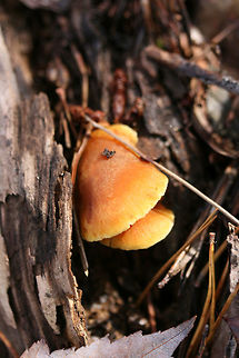 Scaly Rustgills (Gymnopilus sapineus group)? Growing on highly rotted pine (below mostly pines) in a dense mixed forest.

Any ID help is appreciated as I’m pretty unsure!
https://www.jungledragon.com/image/69200/scaly_rustgills_gymnopilus_sapineus_group.html
https://www.jungledragon.com/image/69197/scaly_rustgills_gymnopilus_sapineus_group.html
https://www.jungledragon.com/image/69199/scaly_rustgills_gymnopilus_sapineus_group.html Fall,Geotagged,Gymnopilus sapineus,Scaly Rustgill,United States,fungi,fungus,gymnopilus,mushroom,mushrooms,orange,rustgills,scaly rustgills,yellow