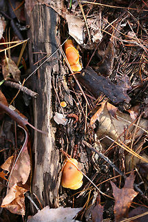 Scaly Rustgills (Gymnopilus sapineus group)? Growing on highly rotted pine (below mostly pines) in a dense mixed forest.

Any ID help is appreciated as I&rsquo;m pretty unsure!
https://www.jungledragon.com/image/69200/scaly_rustgills_gymnopilus_sapineus_group.html
https://www.jungledragon.com/image/69198/scaly_rustgills_gymnopilus_sapineus_group.html
https://www.jungledragon.com/image/69197/scaly_rustgills_gymnopilus_sapineus_group.html Fall,Geotagged,Gymnopilus sapineus,Scaly Rustgill,United States,fungi,fungus,gymnopilus,mushroom,mushrooms,orange,rustgills,scaly rustgills,yellow